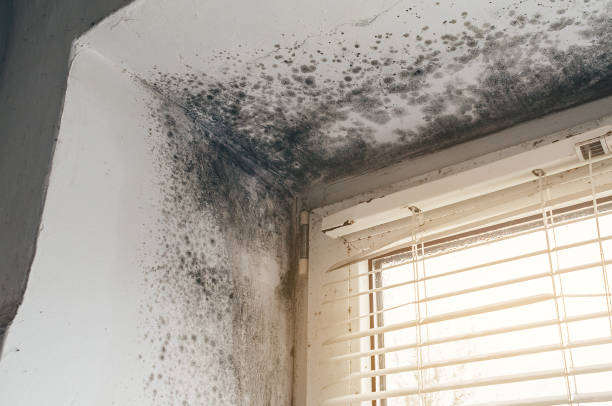 Affordable Crawl Space Mold Removal solutions in Landing, NJ